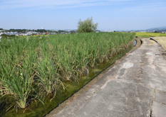 ふるさと応援団マルシェ　大阪府千早赤阪村の地域概要